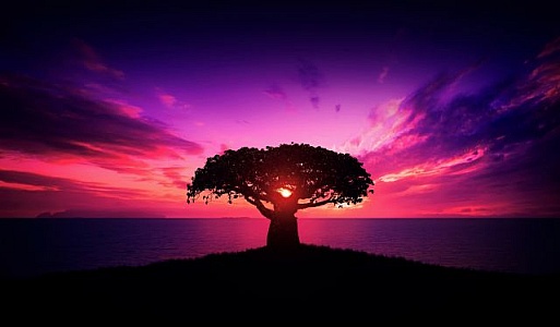 Single black tree on hill with purplish sunset